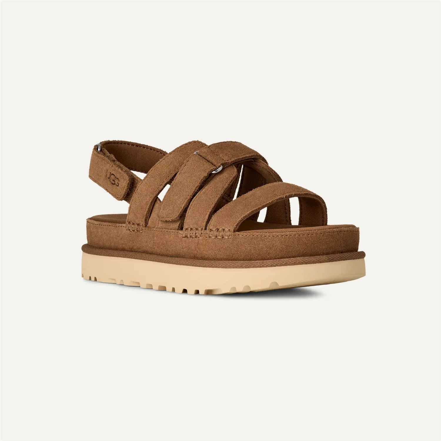W Goldenstar Gleam Chestnut