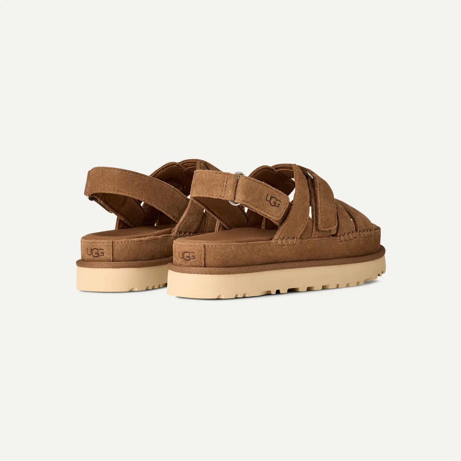 W Goldenstar Gleam Chestnut