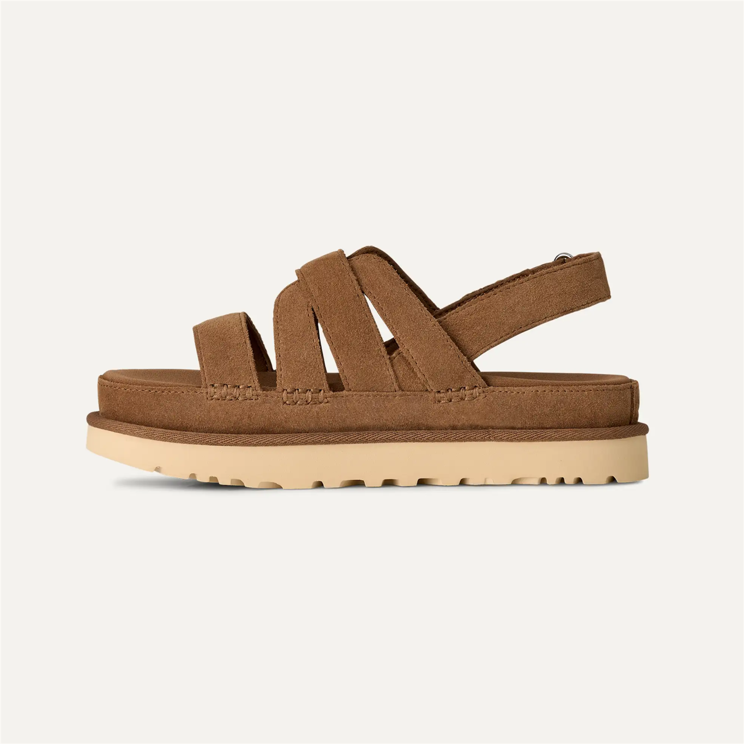 W Goldenstar Gleam Chestnut