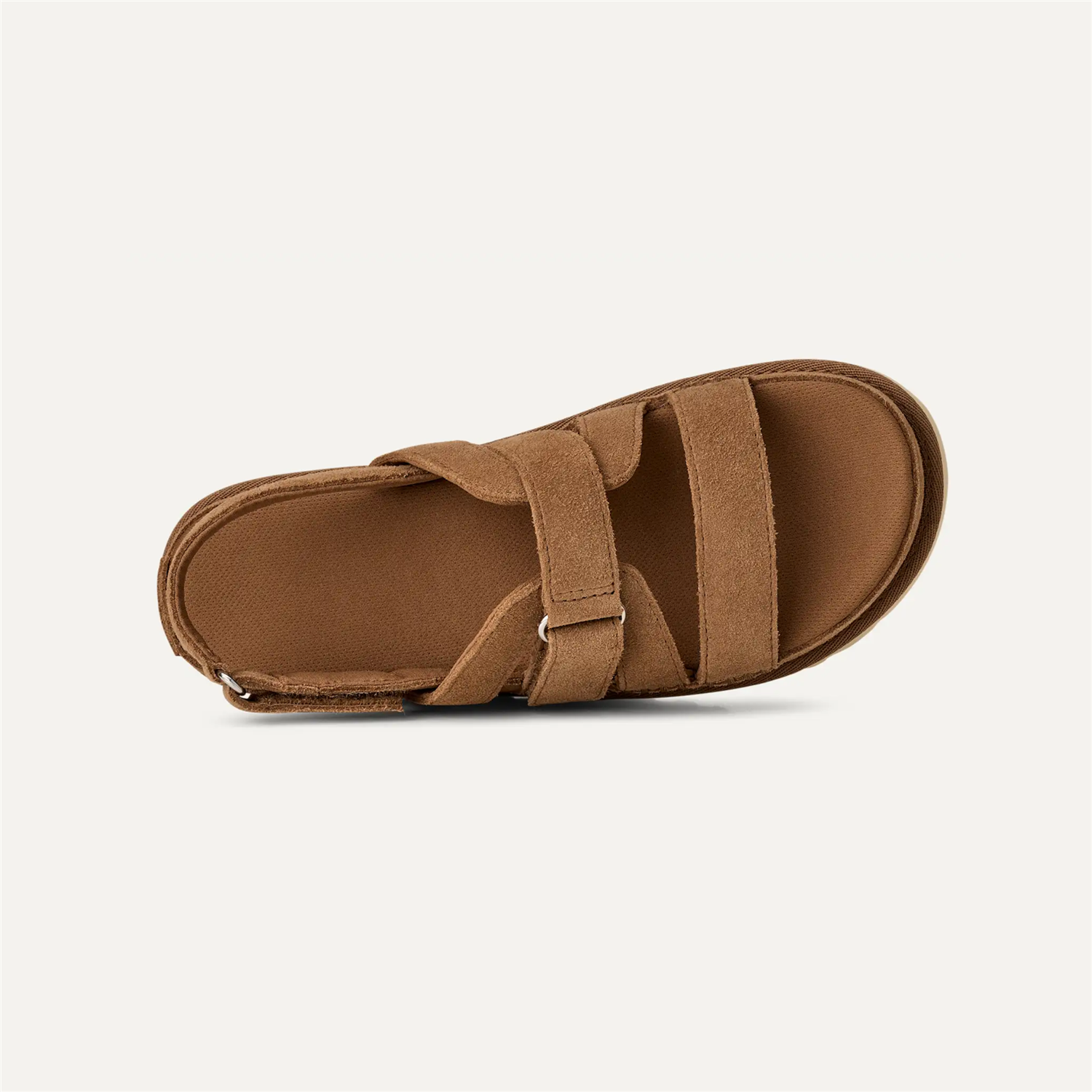 W Goldenstar Gleam Chestnut